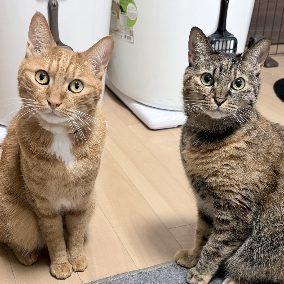 ReonCatCat's tweet photo. 今朝のパーフェクトキャットみてもらっていいです？
かわいいMYエンジェルたち👼 https://t.co/dv5Blj4bGh