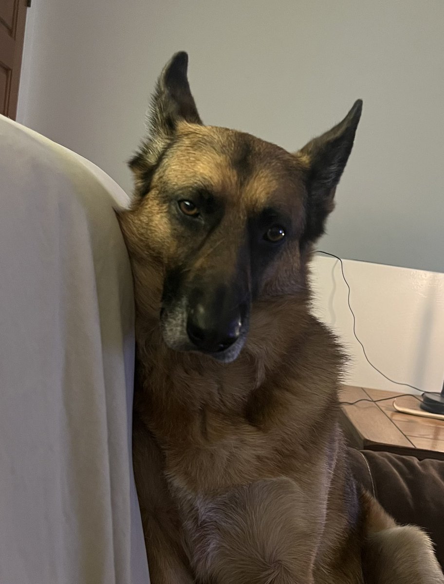 Mostly2LegHank's tweet photo. @Sassafrass_84 I call my girl Judgy McJudgerstein when she does this. https://t.co/rXXZnN1TBZ