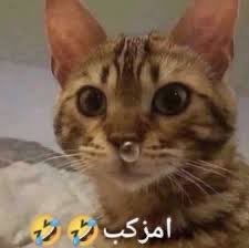 _elllj's tweet photo. رياكشني حاليا https://t.co/2NCX1GoHDJ