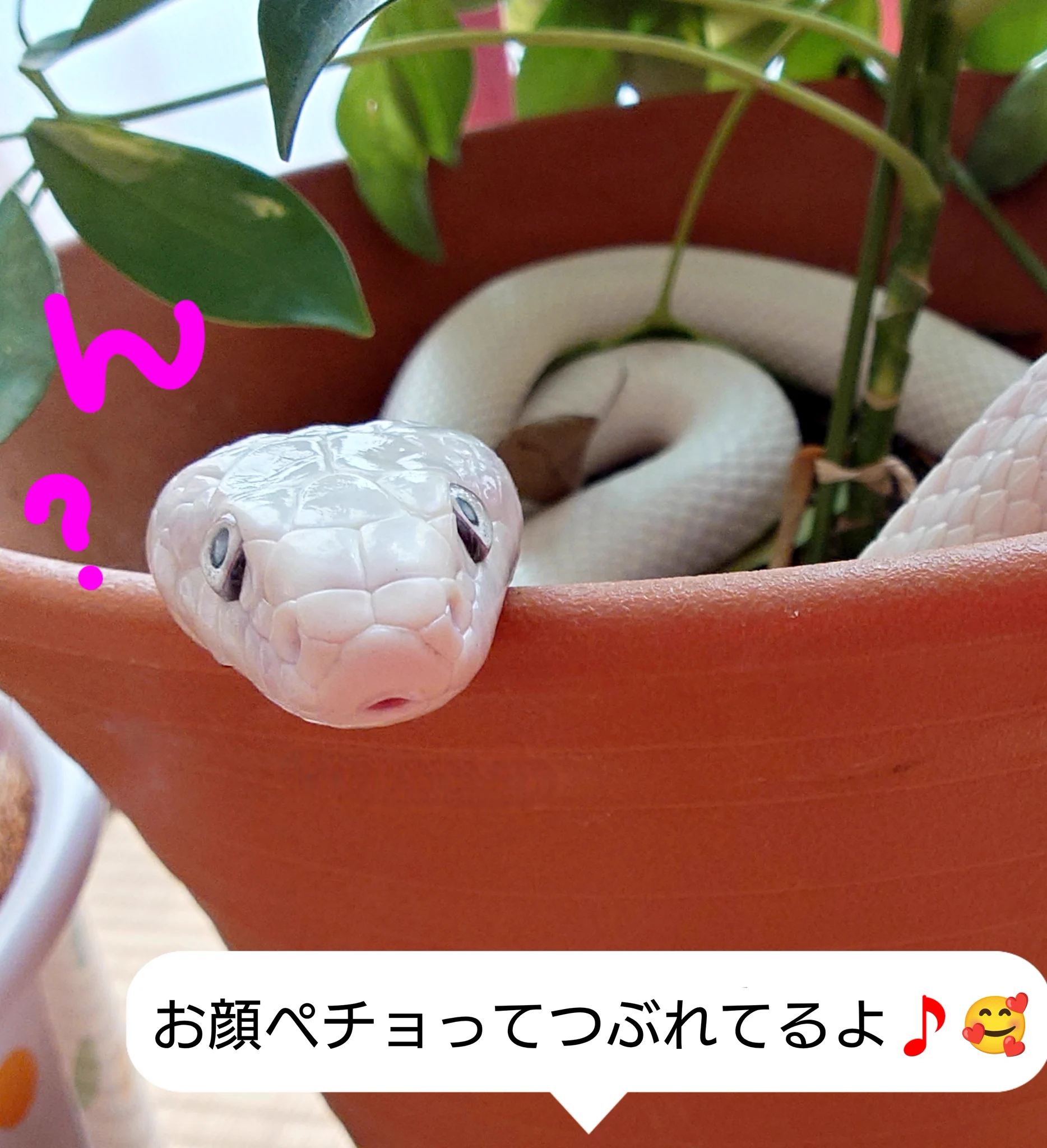 みい♥️ひめ日記 on X: 
