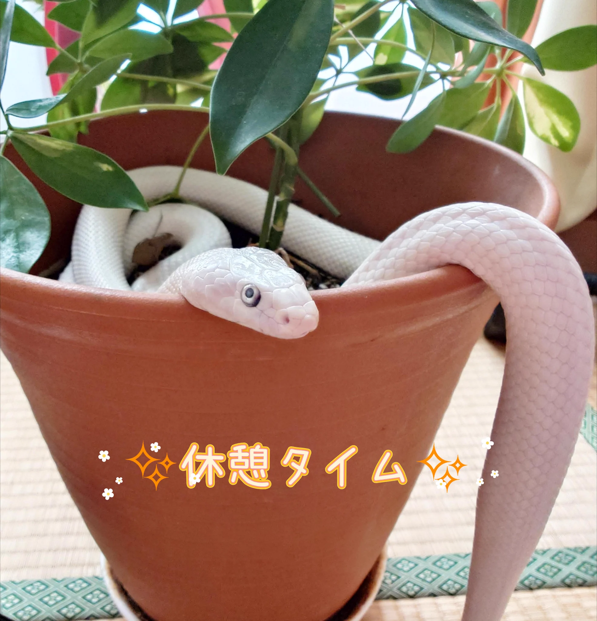 【白蛇伝】極上極美株　子株付き！　親株サイズ みい♥️ひめ日記 on X: 