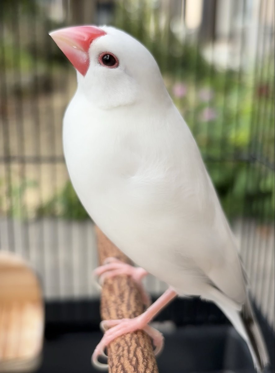 linlinlambuncho's tweet photo. 日向ぼっこした後のラムはおひさまの香り☺️☀️
#文鳥 https://t.co/riDEJnPH4S