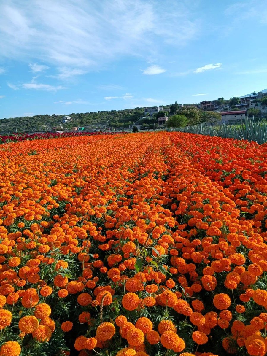 CONANP_mx's tweet photo. ¿Eres amante de las flores y de esta temporada? 🧡🩷🌿

Asiste a la 4a. edición de la Feria de las Flores en Unión Zapata. 🌺

📅 20 al 31 de octubre
⏰ A partir de las 8:00 a. m.
📍 Campos de cultivo del Ejido Unión Zapata, Oaxaca

¡Te esperamos! #SomosNaturaleza 🎉 https://t.co/r3gOofVAKl