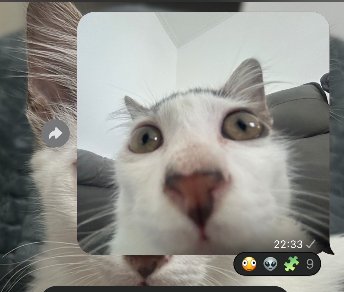 namodomath's tweet photo. chamaro meu gato de alien no grupo dos gatos em silêncio https://t.co/1226Bedb2O