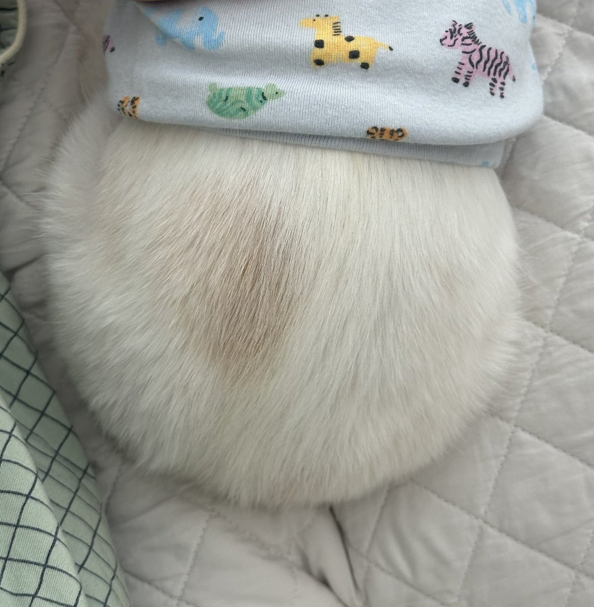 Bobbingi_1004's tweet photo. 아기 한정선 https://t.co/rN4lzsk37V