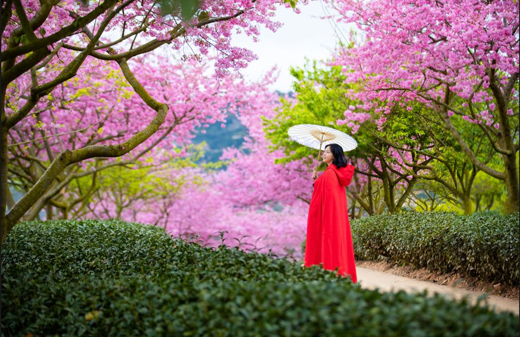 ravihana130040's tweet photo. Our Campus Photography Club is hosting a free morning photo walk this Saturday at 8 AM! Snap stunning shots of the cherry blossoms near the library, meet fellow shutterbugs, and get a quick photography tip from our professional member. Sign up via link in bio—limited spots! https://t.co/9Ad7UdB5Dd