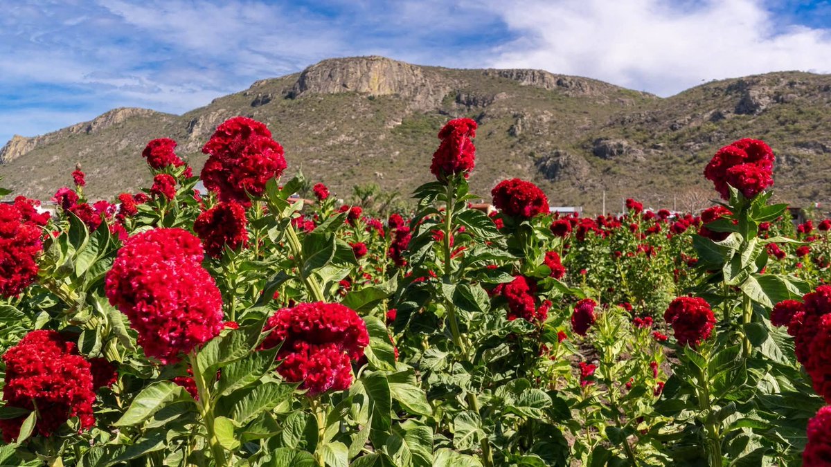 CONANP_mx's tweet photo. ¿Eres amante de las flores y de esta temporada? 🧡🩷🌿

Asiste a la 4a. edición de la Feria de las Flores en Unión Zapata. 🌺

📅 20 al 31 de octubre
⏰ A partir de las 8:00 a. m.
📍 Campos de cultivo del Ejido Unión Zapata, Oaxaca

¡Te esperamos! #SomosNaturaleza 🎉 https://t.co/r3gOofVAKl