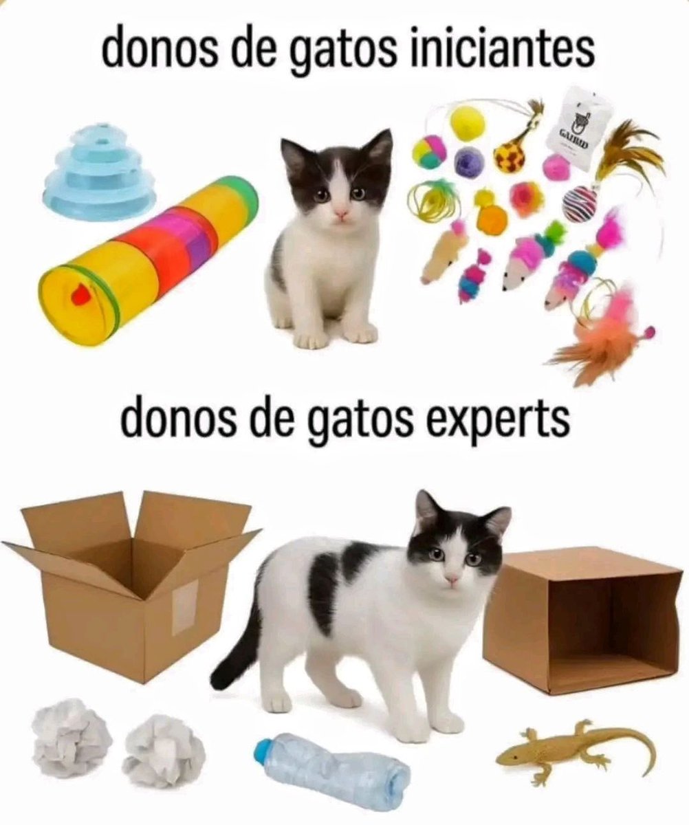 shitpostverdade's tweet photo. https://t.co/HD1BAaHJfb