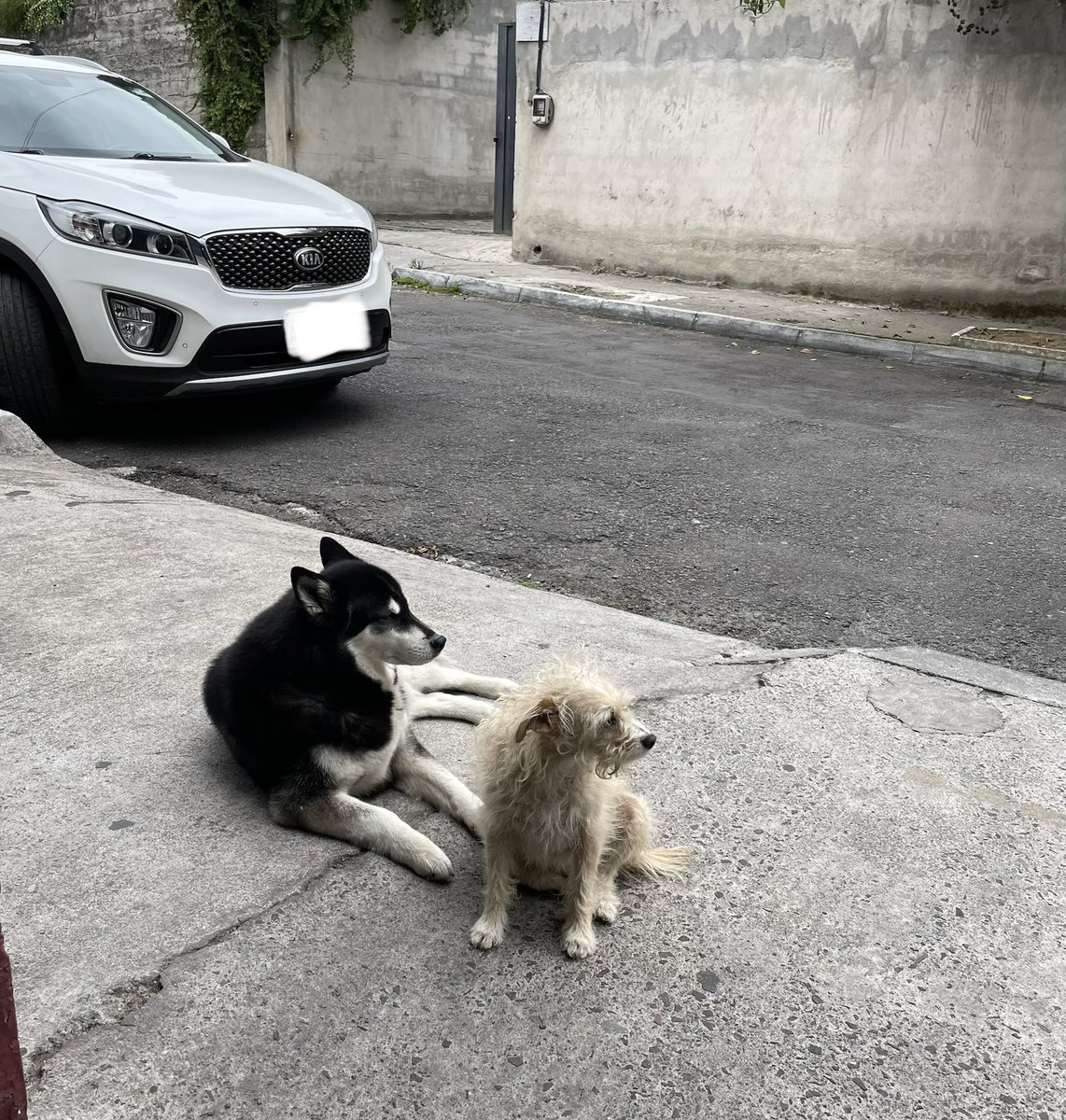 MiderosRaul's tweet photo. ¡Qué queda en Ecuador, una vida de perros! https://t.co/3Zqg6Ft6zE