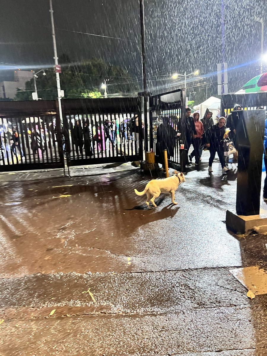 PitaOjedaSoy's tweet photo. Hay un perro muy bueno perdido afuera del Estadio Azteca. Es blanco, macho y trae un collar café (creo). Anda buscando a su dueño y se le acerca a todos.
#perroperdido #MascotasPerdidas 
@MascotasSismo 
Alguien lo está buscando. Ayuda!!! https://t.co/jmeB9GQLMt
