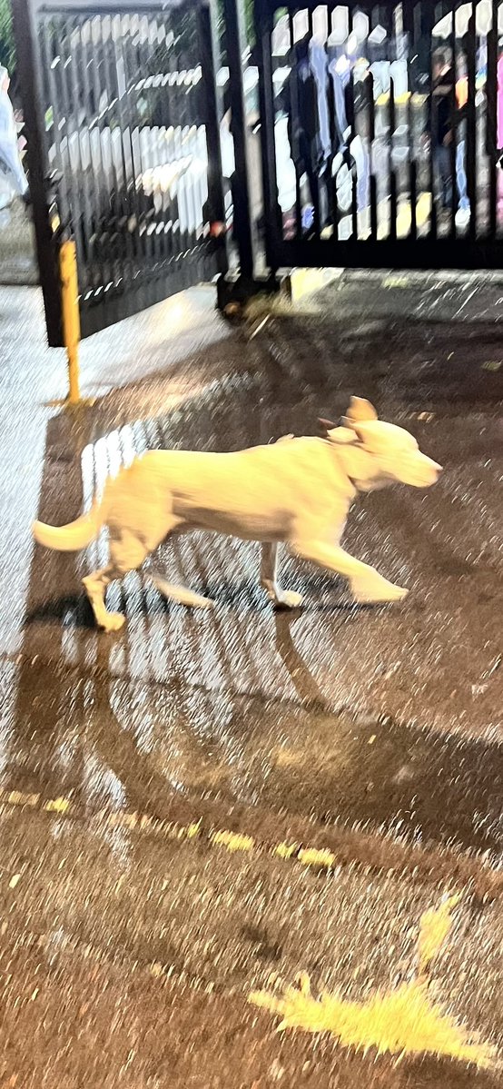 PitaOjedaSoy's tweet photo. Hay un perro muy bueno perdido afuera del Estadio Azteca. Es blanco, macho y trae un collar café (creo). Anda buscando a su dueño y se le acerca a todos.
#perroperdido #MascotasPerdidas 
@MascotasSismo 
Alguien lo está buscando. Ayuda!!! https://t.co/jmeB9GQLMt