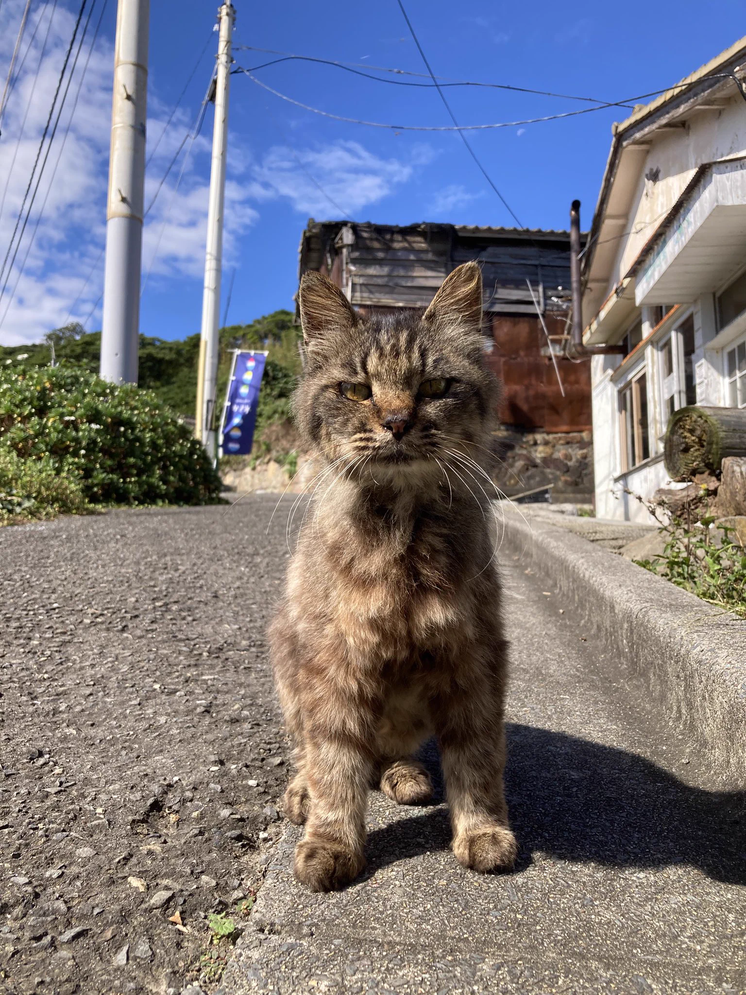 クロネコ堂@田代島 on X: 