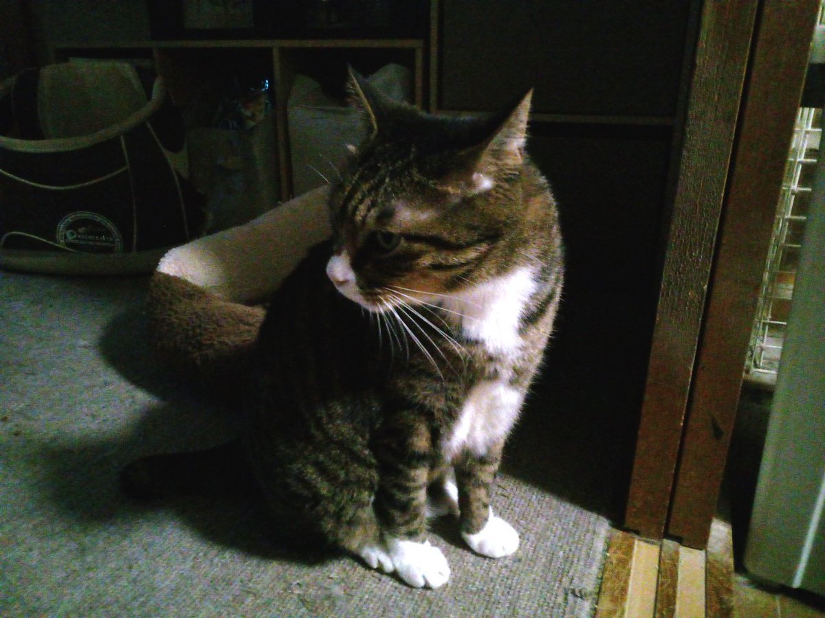 comugi6502's tweet photo. 今日の銀ちゃんとびわ坊です。
ガラホのKY-42Cのカメラで撮影した写真をアプリのPhotoEditorで明るさ調整とリサイズしてKY-42Cからポストしました。 https://t.co/1DzZ1AIAg0