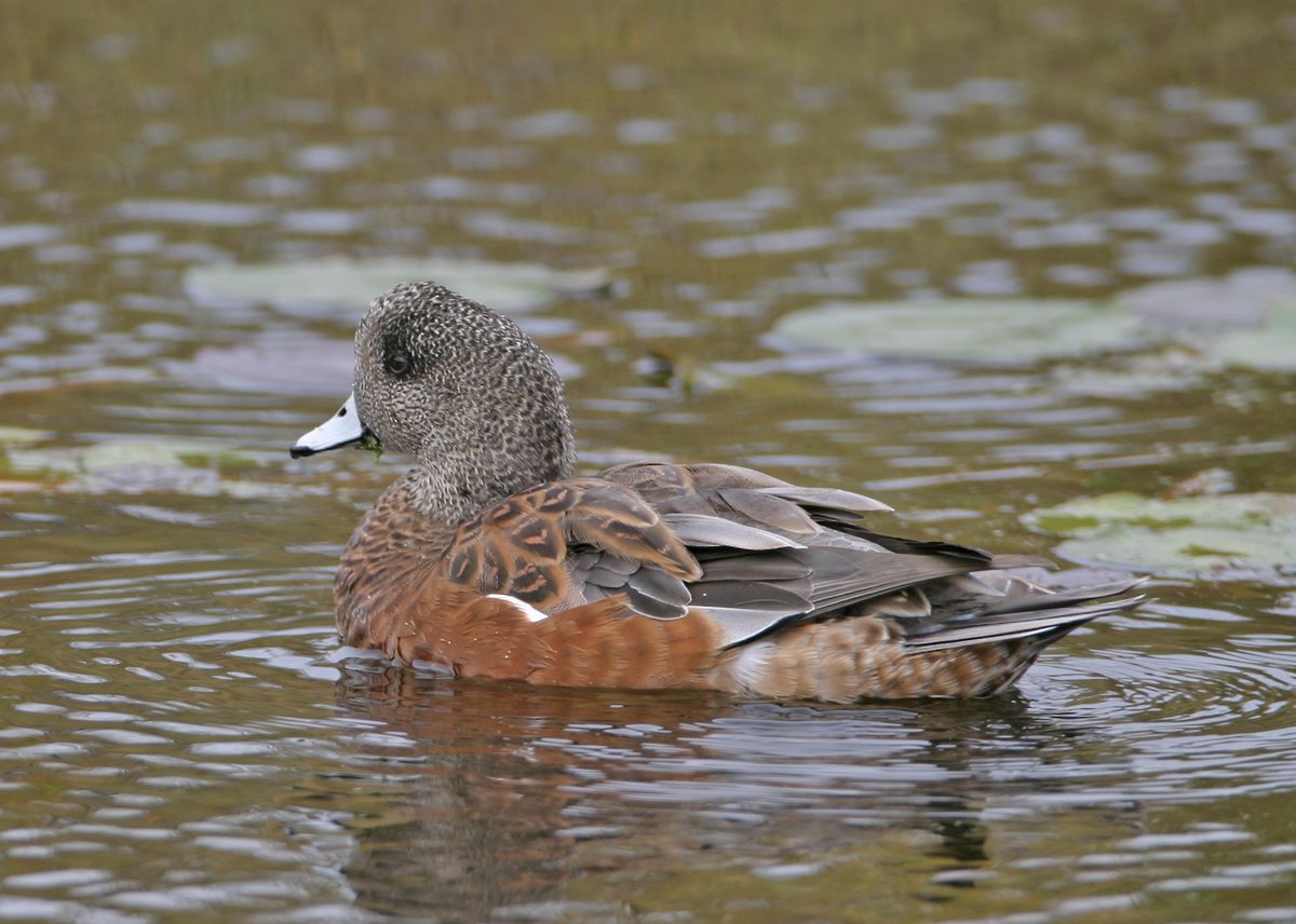 quick2bird's tweet photo. Looking forward to the ducks moving into Texas for the winter.  Is it spelled "Widgeon" or just "Wigeon"?   I always seem to keep adding the "D." https://t.co/IAgiFv440x