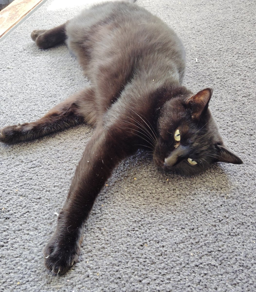 Gunma_saburo's tweet photo. #今日の仕事場猫
事務所クロと社長室シロ＆仔猫
過ごしやすい温度＆湿度かな？ https://t.co/iBaFXDjj4i