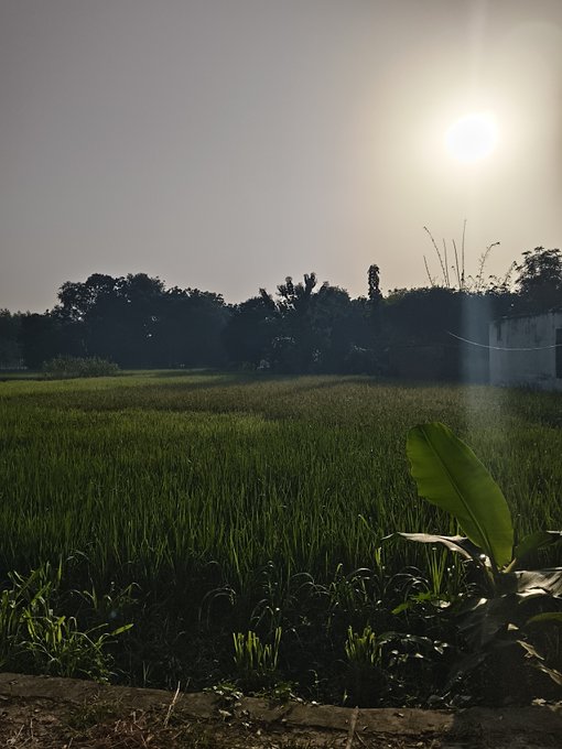 A serene landscape photograph showing a green rice field or grassy meadow at sunset, with the sun bright in the sky, trees in the background, and a banana plant leaf visible in the foreground.