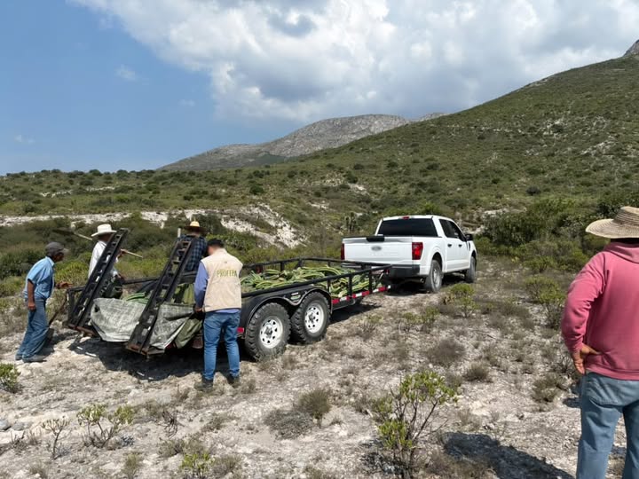 Reflexion24Info's tweet photo. 🌵🌱 Reincorporan 165 #cactáceas extraídas ilegalmente a su hábitat en #Cardonal, #Hidalgo. Los responsables participaron en la restitución y deberán cuidar los ejemplares hasta su #Recuperación, bajo supervisión de #PROFEPA
🔗 https://t.co/t8SBuIM3xG
#MedioAmbiente #reflexion24informativo
