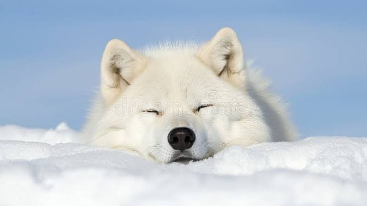 errxvic's tweet photo. ㅤㅤㅤㅤㅤㅤ
Extraño a mi lobo , espero volver a sentirlo algún día. 

ㅤㅤㅤㅤㅤㅤ https://t.co/5xrAf0tSyx