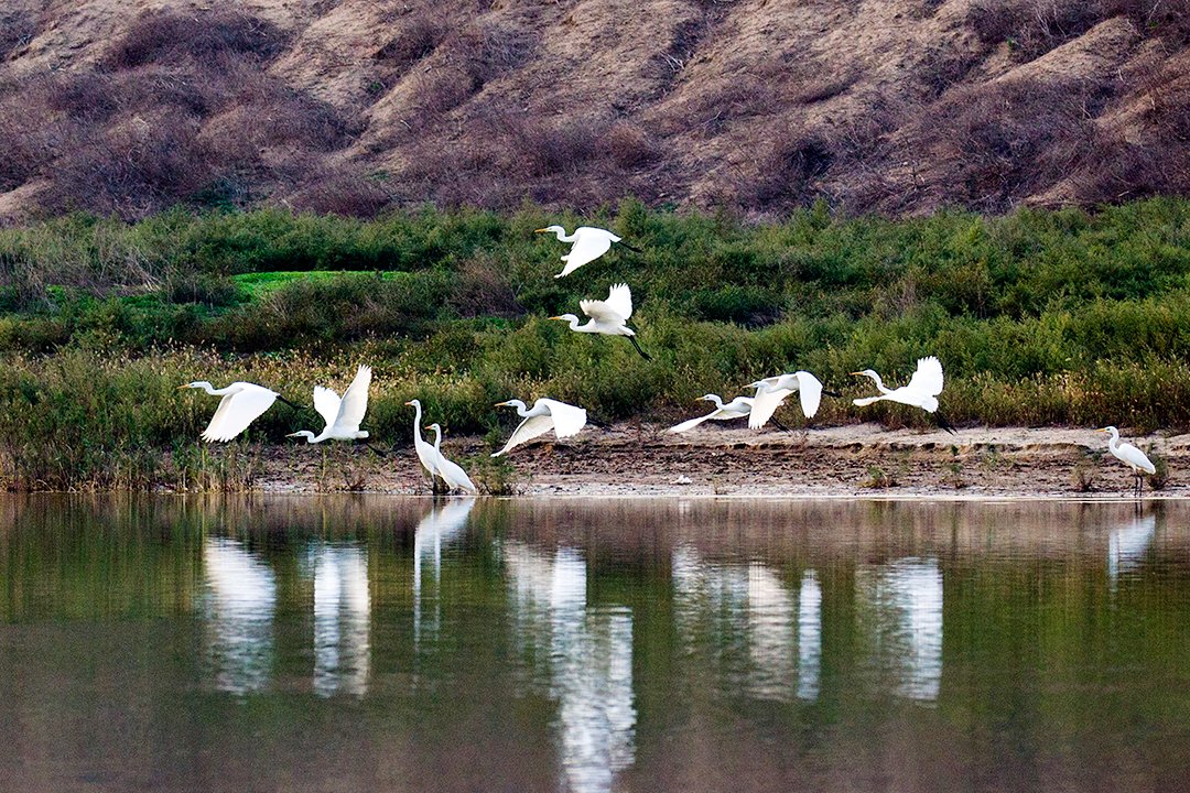 FlPuqR7vcIYQdPe's tweet photo. By the murky pond, the withered egret and isolated peak stand as old foes, silent witnesses to time.， https://t.co/AjKntyKjBX