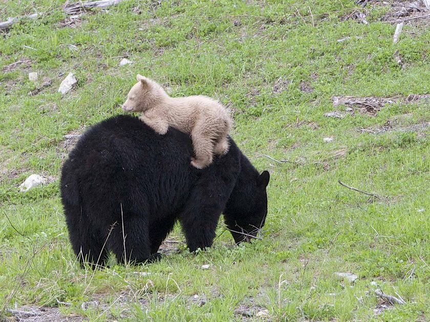 vanilla_bombyx's tweet photo. let’s lay on mama https://t.co/Im9JLGYhEr