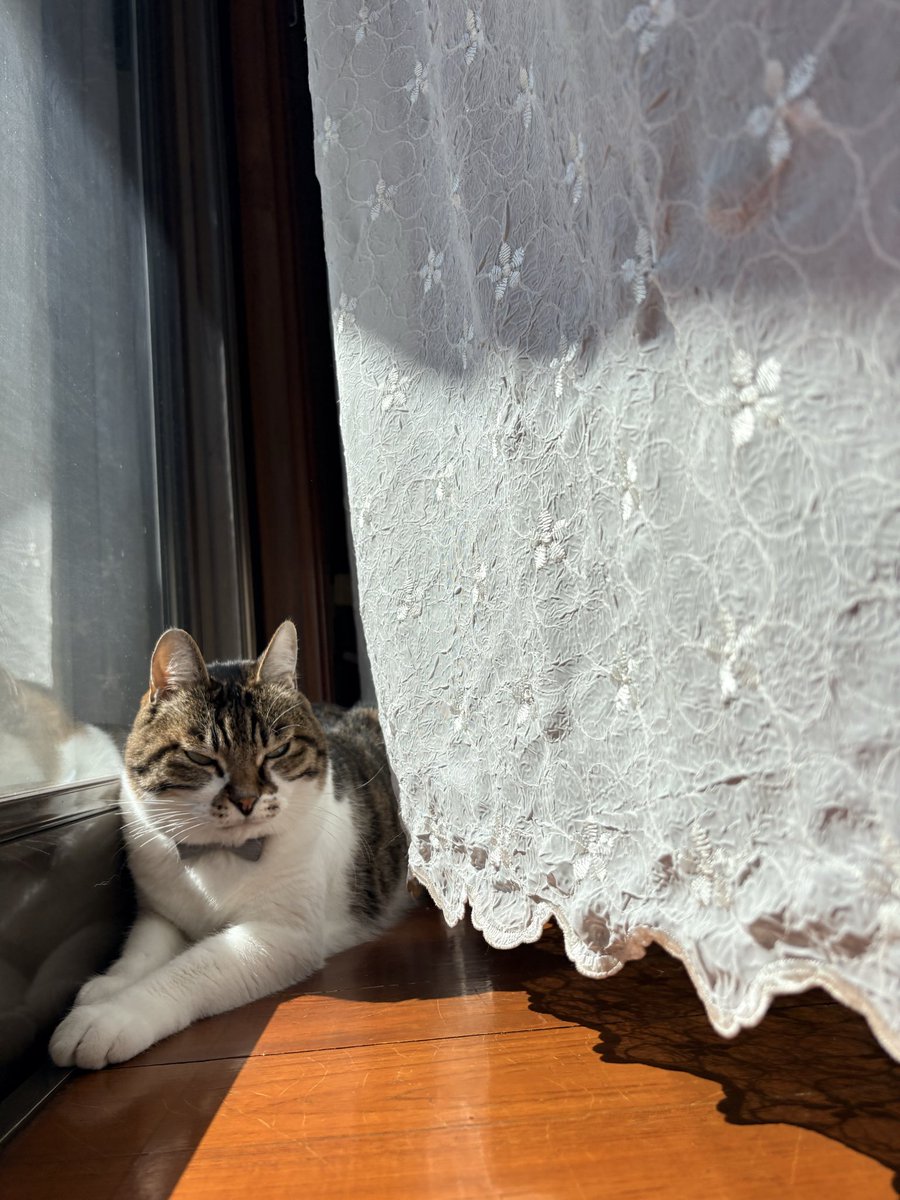 catloverperu's tweet photo. おひさま気持ち良すぎてお口チャムチャムしながらうとうと https://t.co/a80boHGZ4e