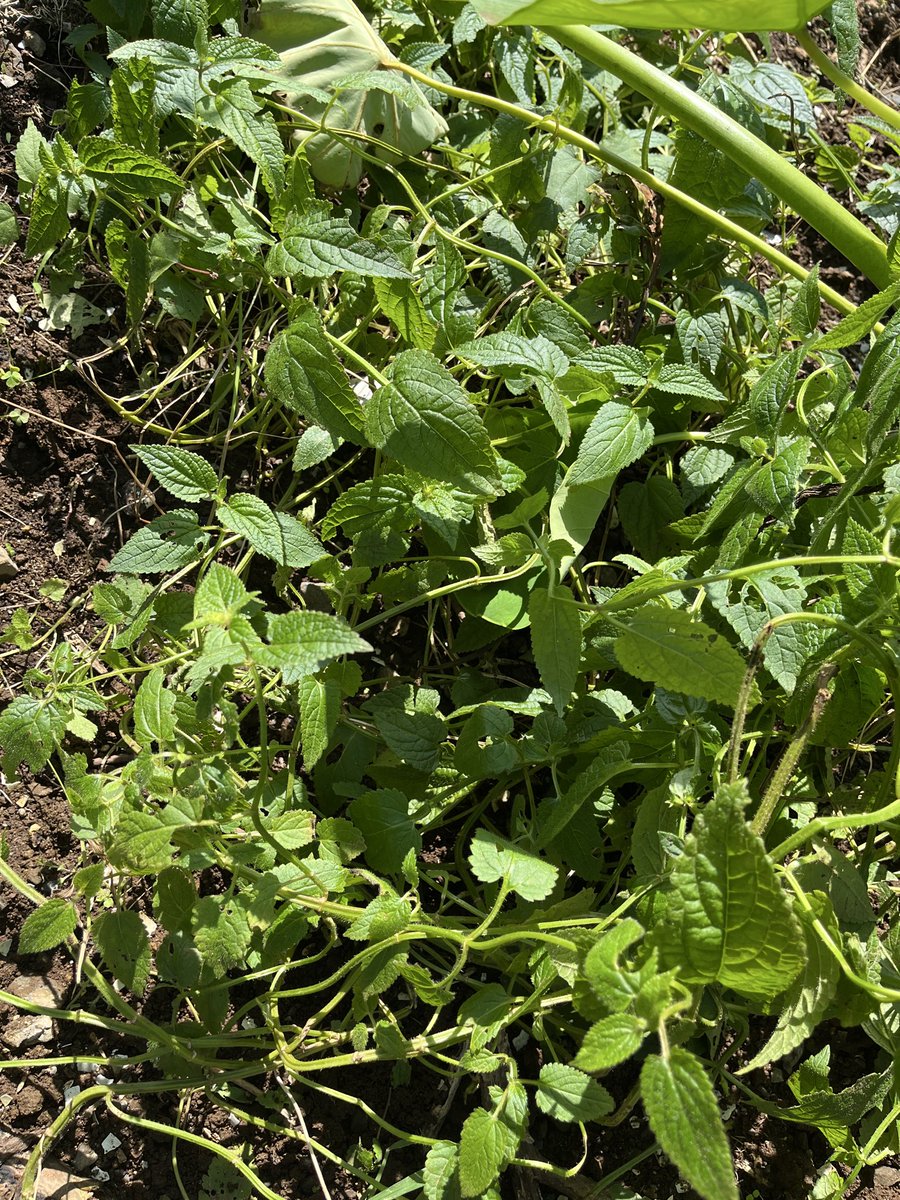 VitaFlora_'s tweet photo. チョロギの苗が売ってて、面白そうだなと思って植えたんだけど、夏にお花が咲いて今こんな感じ💡
植えてないところから似てる葉っぱが出てるから抜いてみたらチョロギっぽい😳
種芋以外にも挿し木と地下茎でも増えるみたい！！✨
#家庭菜園　#チョロギ https://t.co/emZkAwxBsz