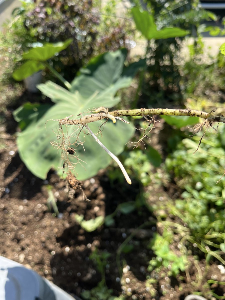 VitaFlora_'s tweet photo. チョロギの苗が売ってて、面白そうだなと思って植えたんだけど、夏にお花が咲いて今こんな感じ💡
植えてないところから似てる葉っぱが出てるから抜いてみたらチョロギっぽい😳
種芋以外にも挿し木と地下茎でも増えるみたい！！✨
#家庭菜園　#チョロギ https://t.co/emZkAwxBsz