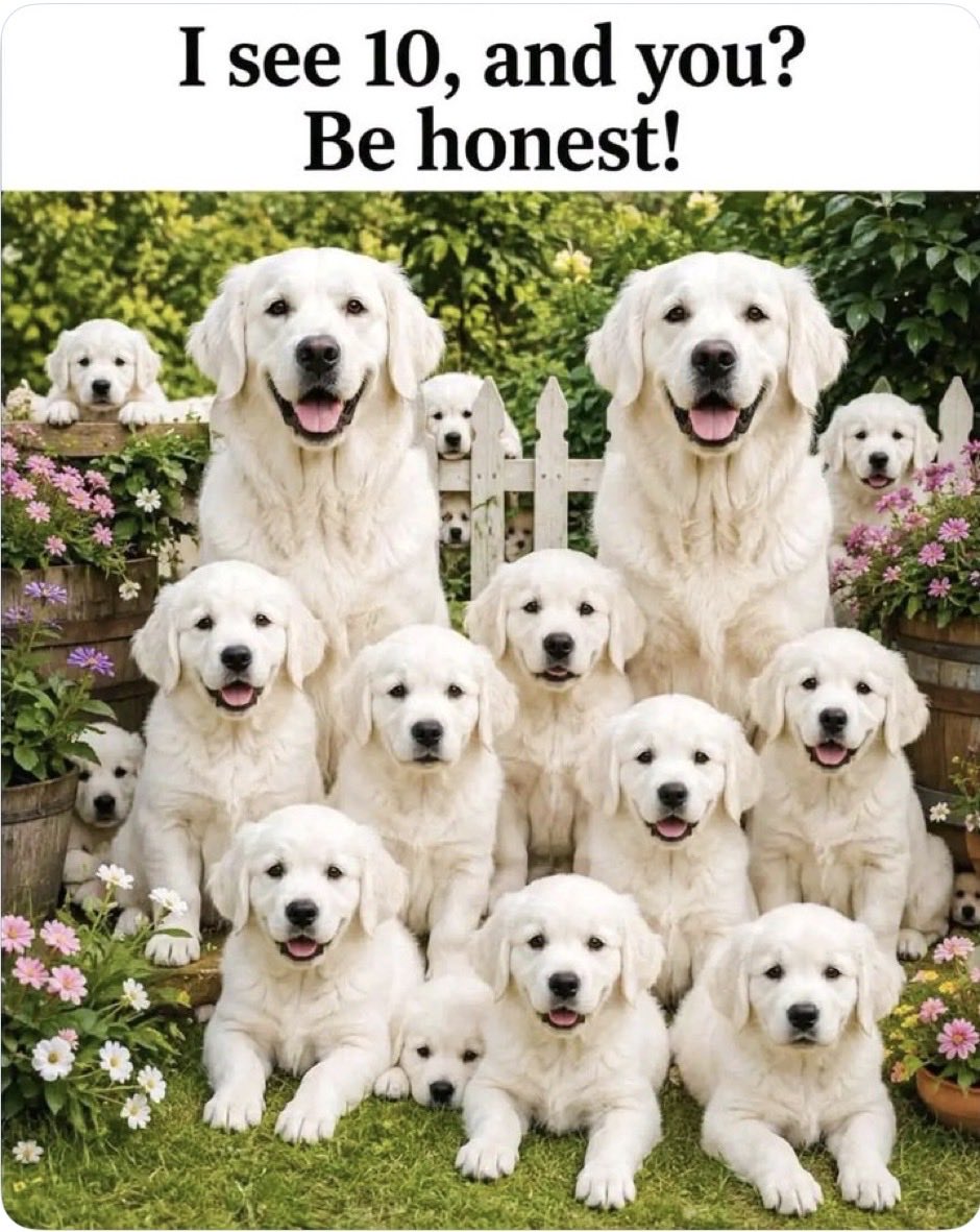 tek_sidhu's tweet photo. Be Honest !!
How Many Dogs 
Do You See ?? https://t.co/i3IRcRuoxS