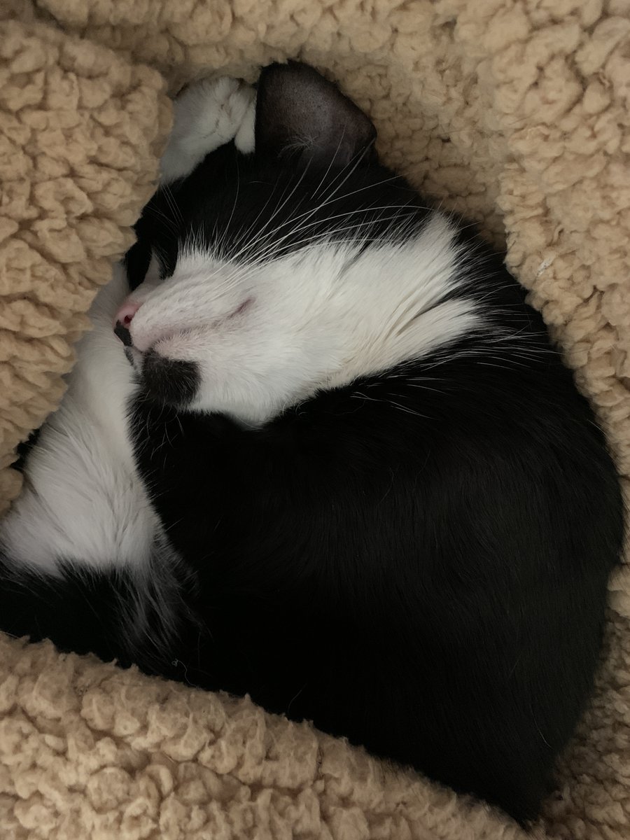 x_FAFO_x's tweet photo. My sweet little Wilma gone a year today but forever in my heart. I miss you so much my darling 'boop boop' 💔 https://t.co/SMA287rJON