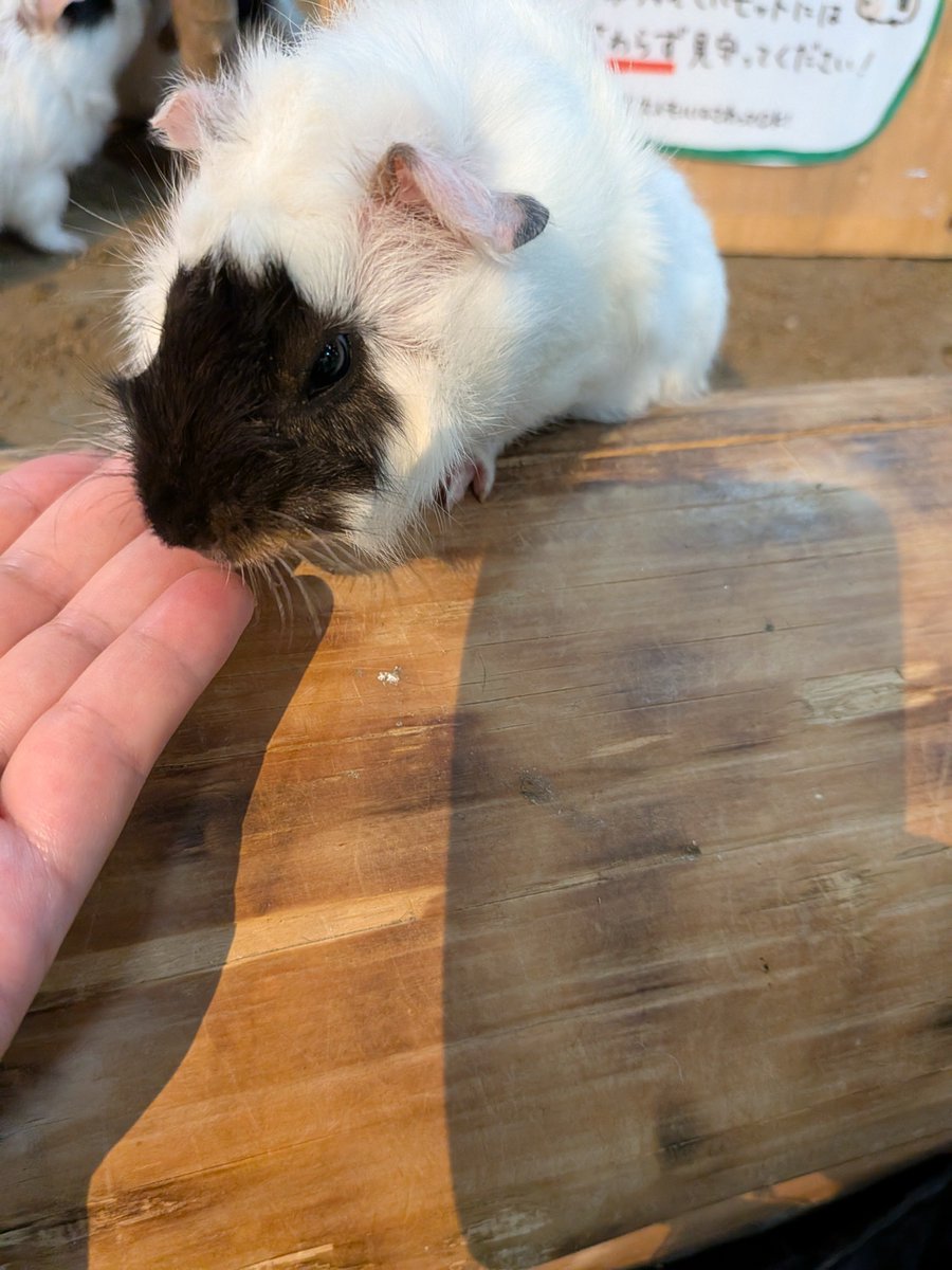 ainaUC's tweet photo. お名前が発表になりましたね。
我が推しモル・えんぴつちゃんによく似ています。
名前は…HB(エイチビー)ちゃんです。
(9/26　長崎バイオパークにて)
チモシーは、積極的に食べに来てくれるのですが、モル橋(展示スペースから帰る時に通る道)は怖いみたいで…
頑張れHBちゃん！ https://t.co/2QQ4aCNPiR
