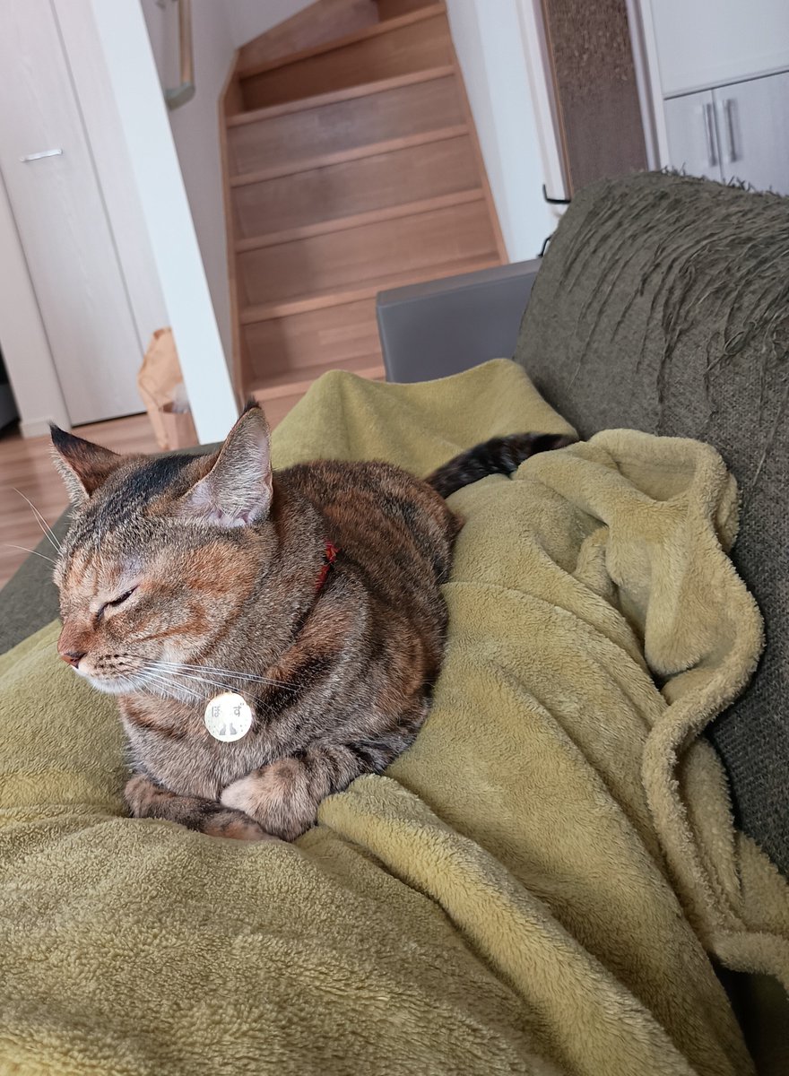 canth715's tweet photo. お猫様が体の上に乗って寝てくれる季節になりました☺️✨幸せの重み…💕
ちなみにソファがボロボロなのは猫様が毎日ここで爪研ぎしているからです😇
でも壁紙とかには手を出さないから偉いねぇ✨✨ https://t.co/jH93AqjuEX