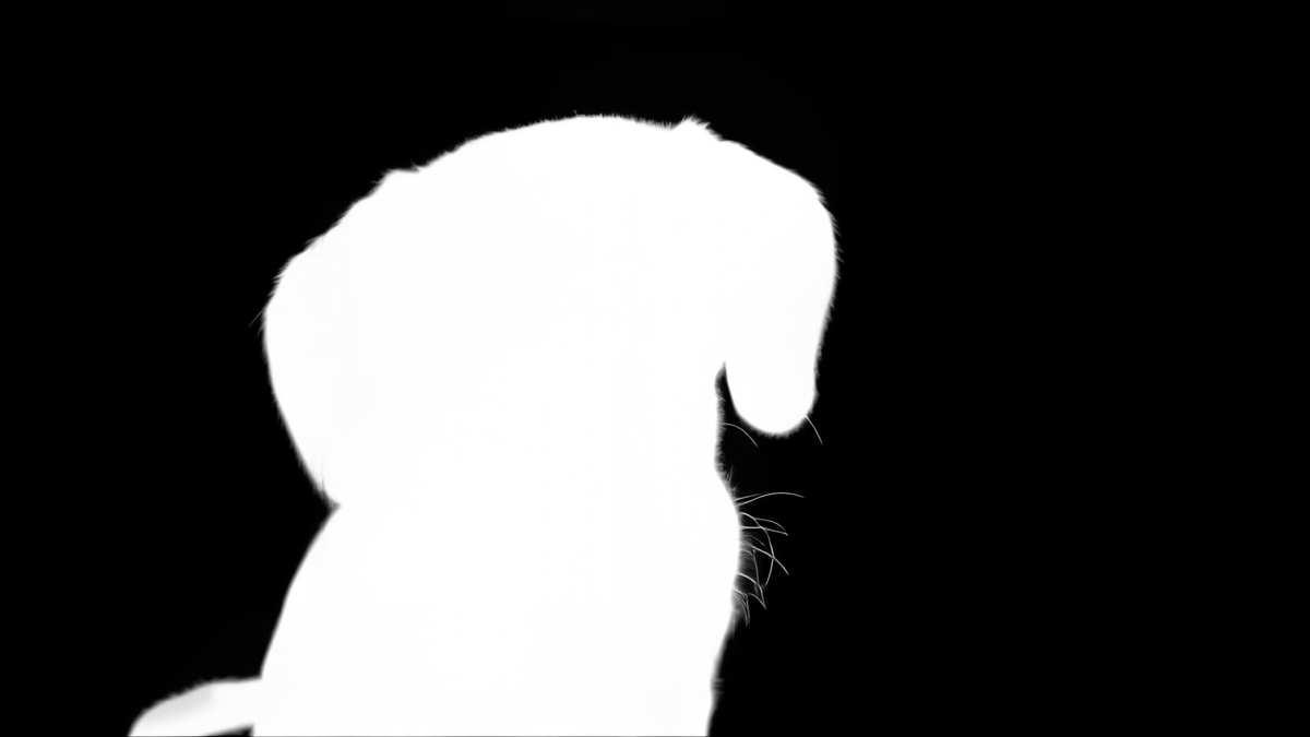 onihachi's tweet photo. LTXのAlphaGenを試してみました。犬のヒゲが1本ずつ抜けてんのビビりました。少しチラつきも出ました。1080の10秒の素材でRTX4090で11分ほど。対象は前景のものを自動で選ぶ形で、プロンプト指定などはありません。 https://t.co/0RTl9DrWSm