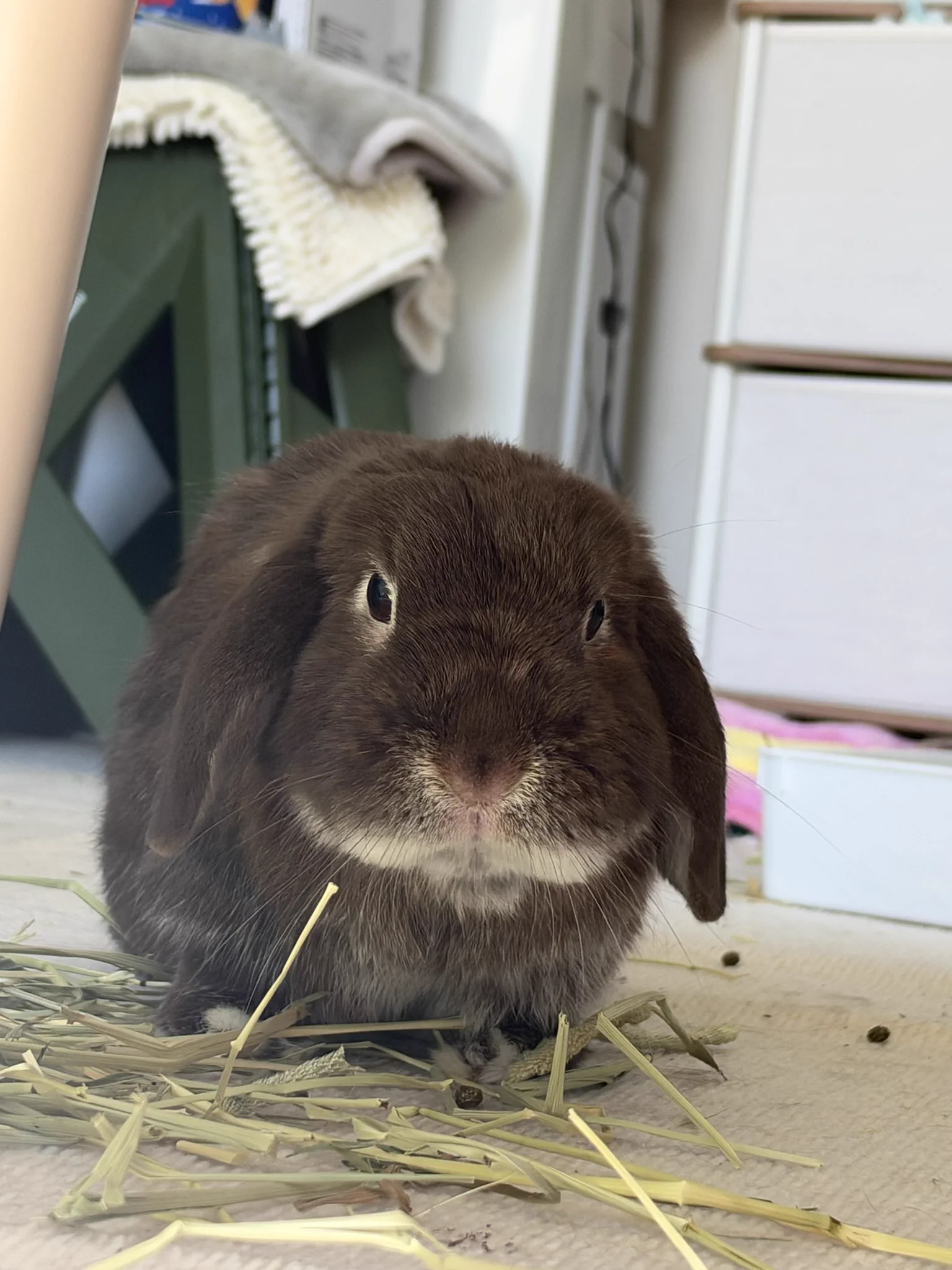 今日もうちのうさぎがかわいい on X / X