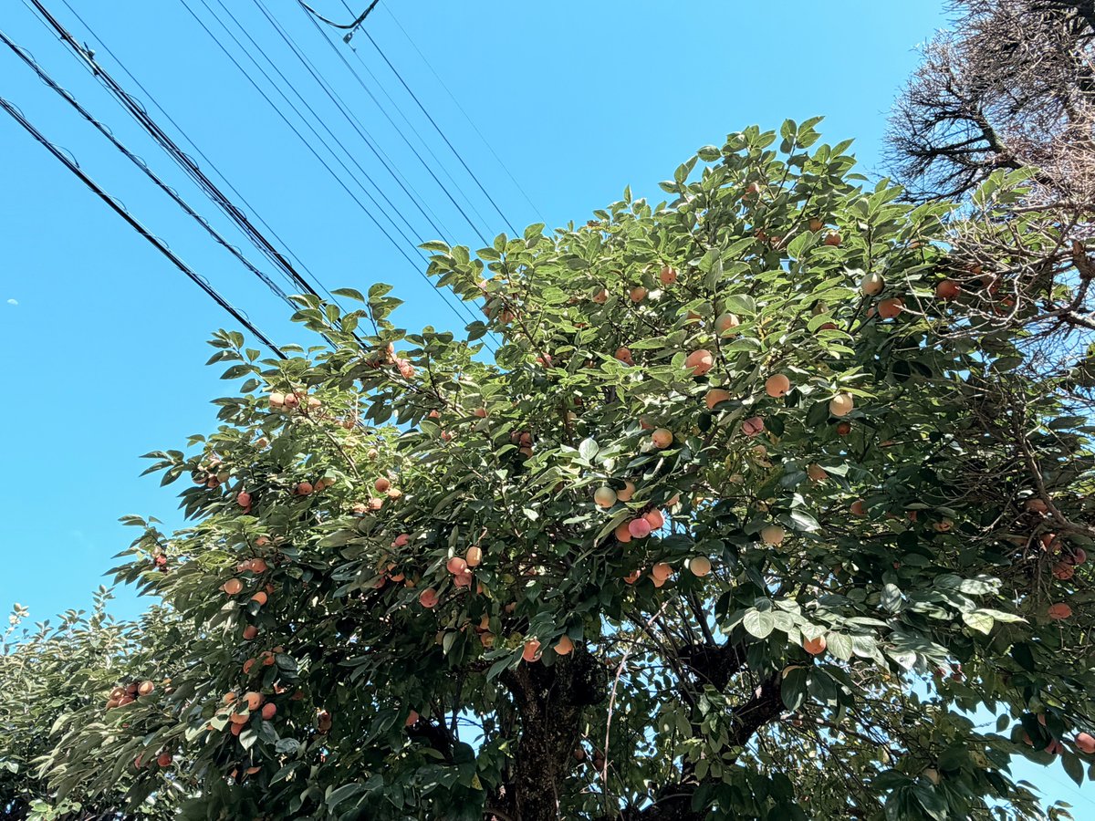 Amayuamy's tweet photo. お天気うれしすぎ‼️ https://t.co/3e0J1t3ALE