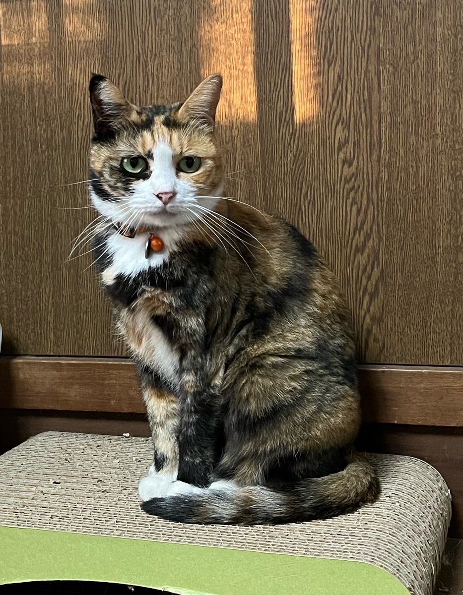 ponrin0830's tweet photo. おはようございます😃
秋晴れの涼しい朝です☀️
おすましみかんさん🍊😺
#猫好きさんと繋がりたい
#猫のいる暮らし https://t.co/DpPFTy2tl6