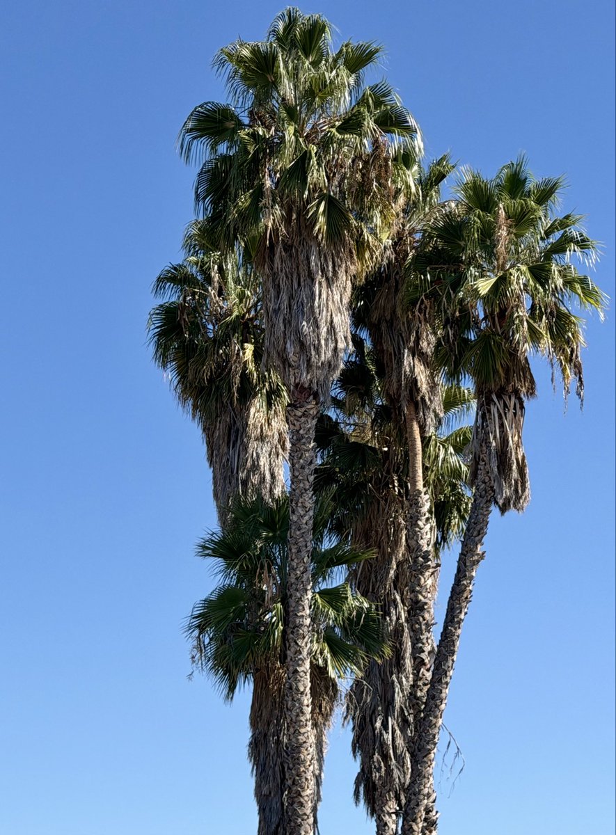 LaInaMinute's tweet photo. saw these beauties in Granada Hills just now 

Show me your L.A. palms! https://t.co/tf93dJy820