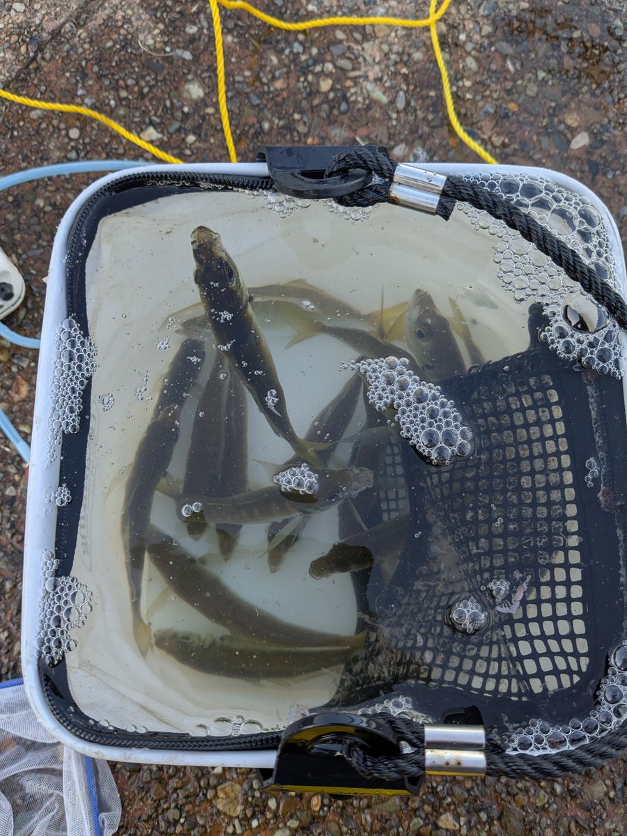 ikarantanfukui's tweet photo. アジがいっぱい釣れたわ🐟️ https://t.co/qq02hS7XKm
