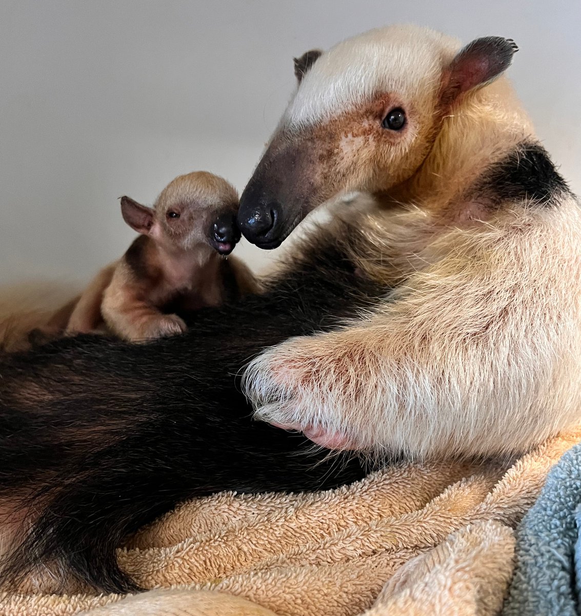 DenverZoo's tweet photo. Winnie has a mini! 🧡

We’re thrilled to share that southern tamandua Winnie recently welcomed a healthy pup to the world! Mom and baby are doing well and this little one is growing alongside Winnie behind the scenes.  

Learn more: https://t.co/b5rX0zSiqk

Baby Bulletin presented by @Intermountain