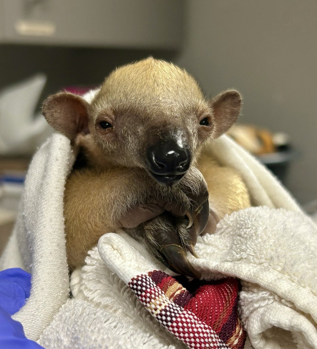 DenverZoo's tweet photo. Winnie has a mini! 🧡

We’re thrilled to share that southern tamandua Winnie recently welcomed a healthy pup to the world! Mom and baby are doing well and this little one is growing alongside Winnie behind the scenes.  

Learn more: https://t.co/b5rX0zSiqk

Baby Bulletin presented by @Intermountain