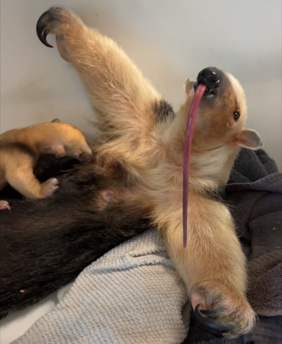 DenverZoo's tweet photo. Winnie has a mini! 🧡

We’re thrilled to share that southern tamandua Winnie recently welcomed a healthy pup to the world! Mom and baby are doing well and this little one is growing alongside Winnie behind the scenes.  

Learn more: https://t.co/b5rX0zSiqk

Baby Bulletin presented by @Intermountain