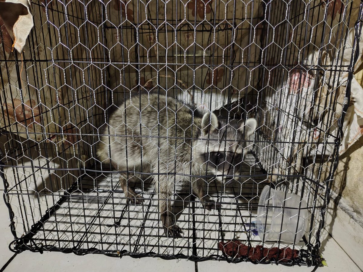 SSeguridad_Mich's tweet photo. 🦝También se rescató un ejemplar de mapache que se encontraba en uno de los domicilios al interior de una jaula. Todo lo asegurado quedó a disposición de las autoridades correspondientes quienes darán seguimiento a las diligencias pertinentes. 👮🏻♂️👮🏻 #TeCuidamos https://t.co/gcSjVAbYME