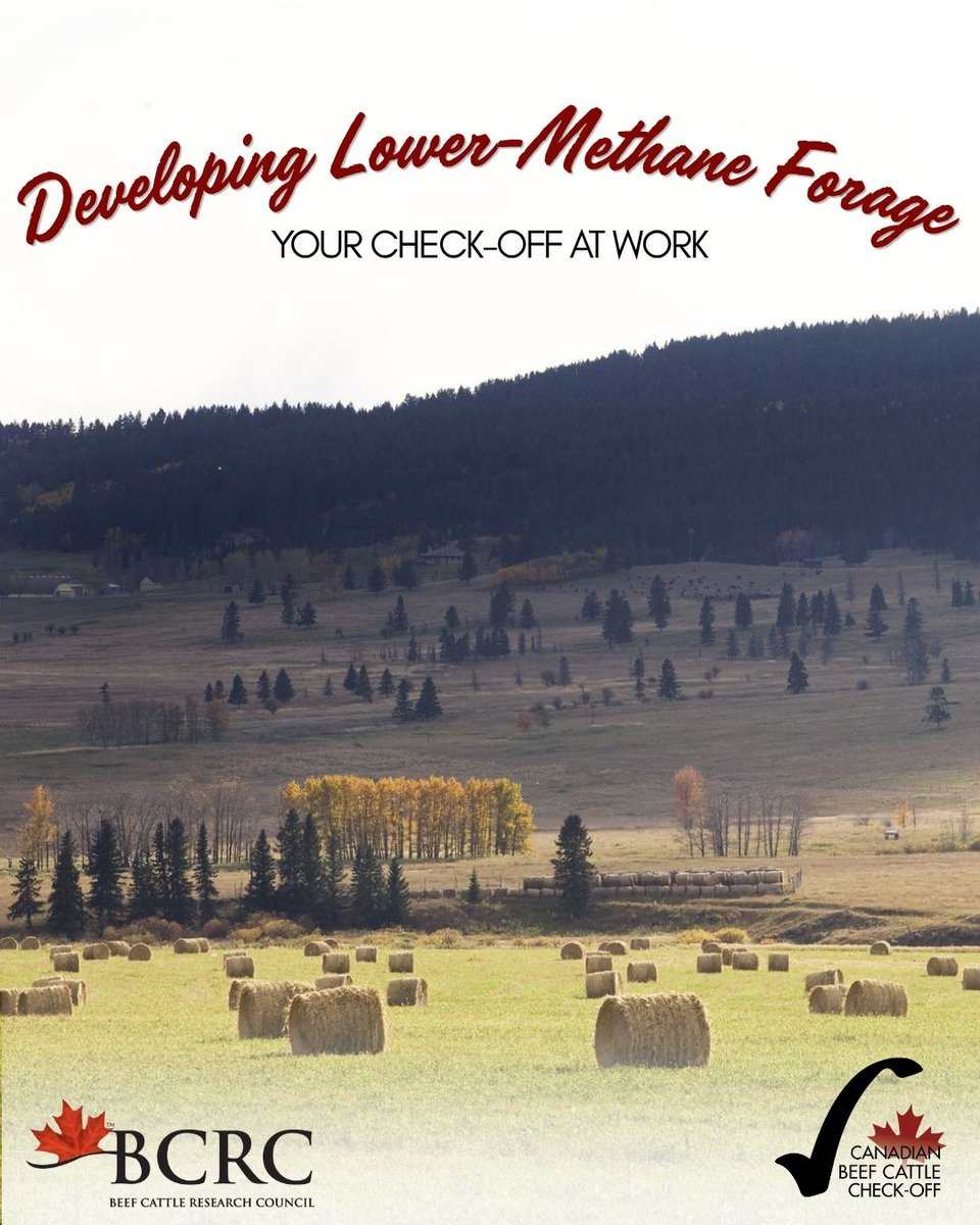 cdnbeefcheckoff's tweet photo. @BeefResearch funded research advanced high-lipid sainfoin &amp; alfalfa varieties that could reduce feed intake, maintain feed efficiency &amp; lower methane emissions. https://t.co/lslPDbw5SP