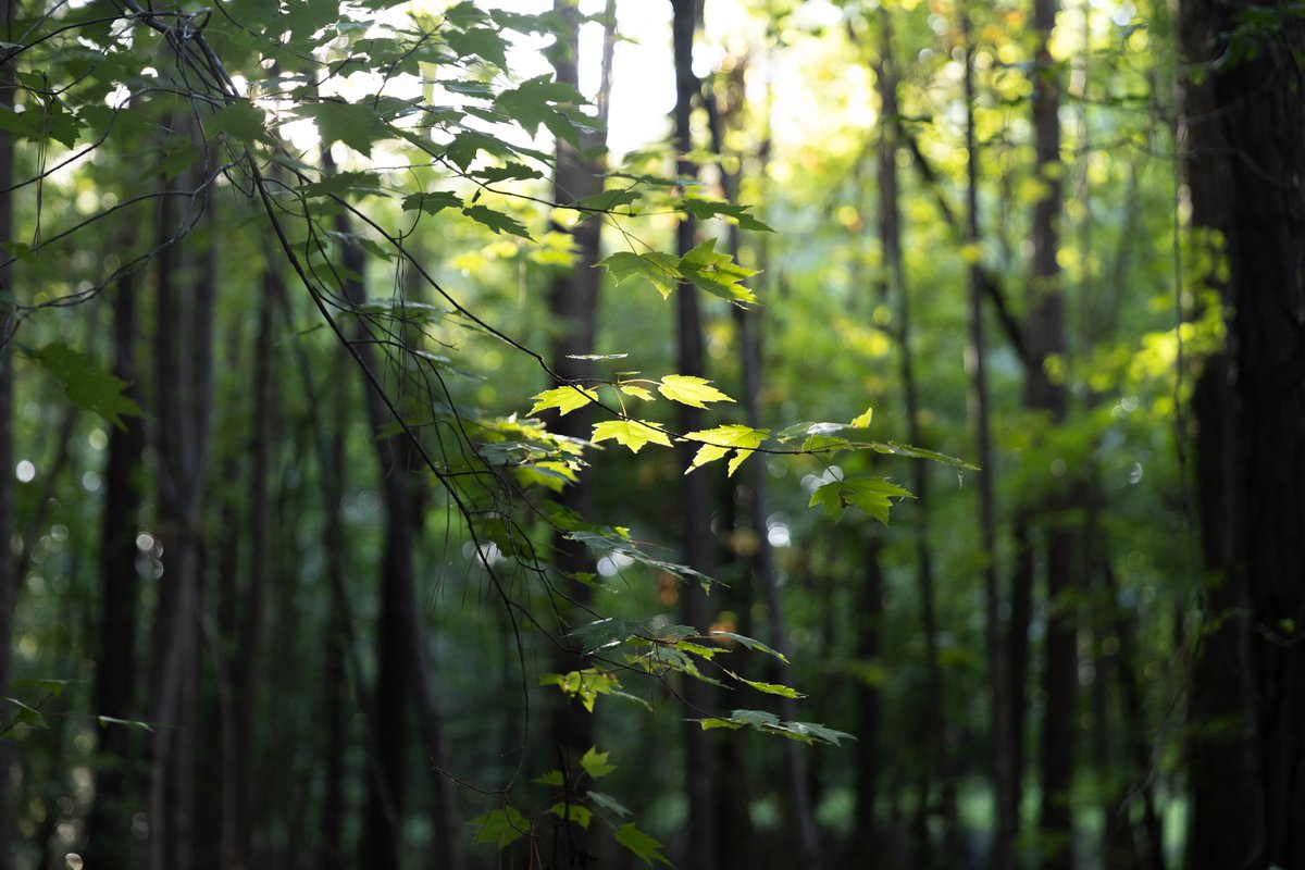 DaveScottWild's tweet photo. Nice light last week in my woods.  
Sorry it is green...everyone is posting yellow/red/orange right now 😅 https://t.co/y6OIUKdhtg