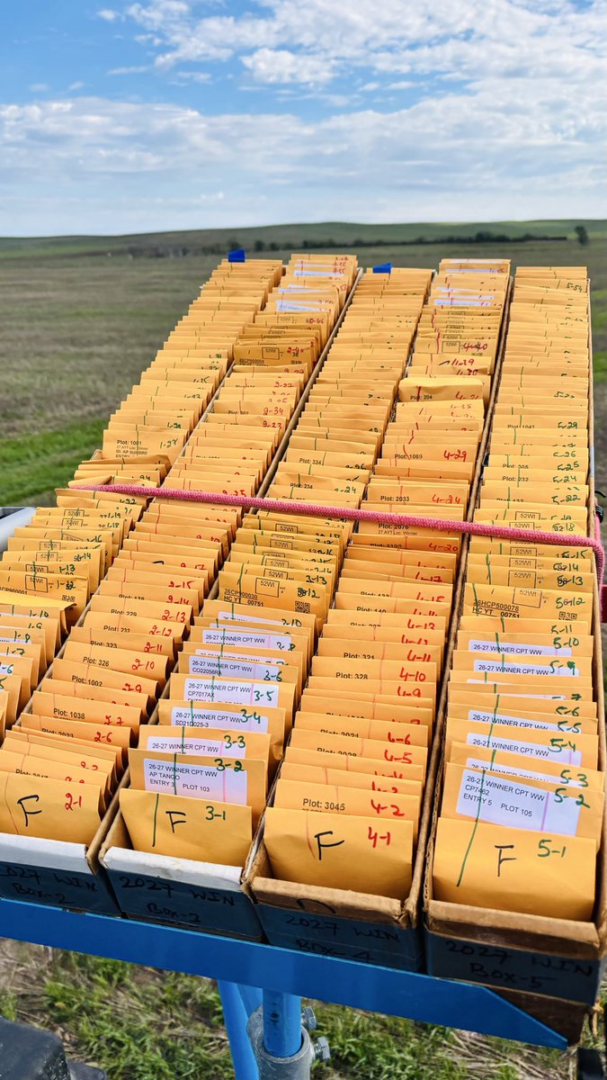 WheatInnovation's tweet photo. All winter wheat trials at Ideal,SD location planted in good moisture in oat residue #NoTillWorks. ❤️🌾🙏🌧️
3 days 3,000 plots in 👏🤞
#TeamWheat heading back to Brookings,SD
Thank you everyone for giving your best this week!🙏 @wheatsd @SDState
Have great weekend 😊 https://t.co/i9JuaX9csN