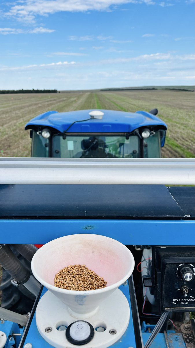 WheatInnovation's tweet photo. All winter wheat trials at Ideal,SD location planted in good moisture in oat residue #NoTillWorks. ❤️🌾🙏🌧️
3 days 3,000 plots in 👏🤞
#TeamWheat heading back to Brookings,SD
Thank you everyone for giving your best this week!🙏 @wheatsd @SDState
Have great weekend 😊 https://t.co/i9JuaX9csN