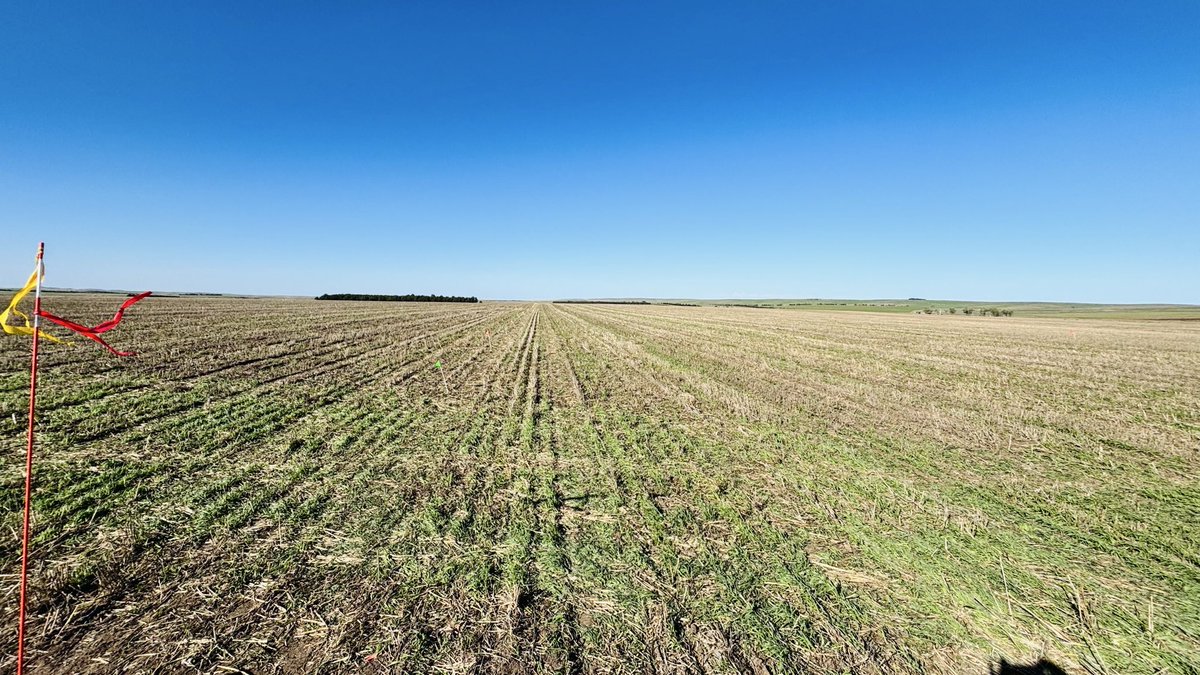 WheatInnovation's tweet photo. All winter wheat trials at Ideal,SD location planted in good moisture in oat residue #NoTillWorks. ❤️🌾🙏🌧️
3 days 3,000 plots in 👏🤞
#TeamWheat heading back to Brookings,SD
Thank you everyone for giving your best this week!🙏 @wheatsd @SDState
Have great weekend 😊 https://t.co/i9JuaX9csN