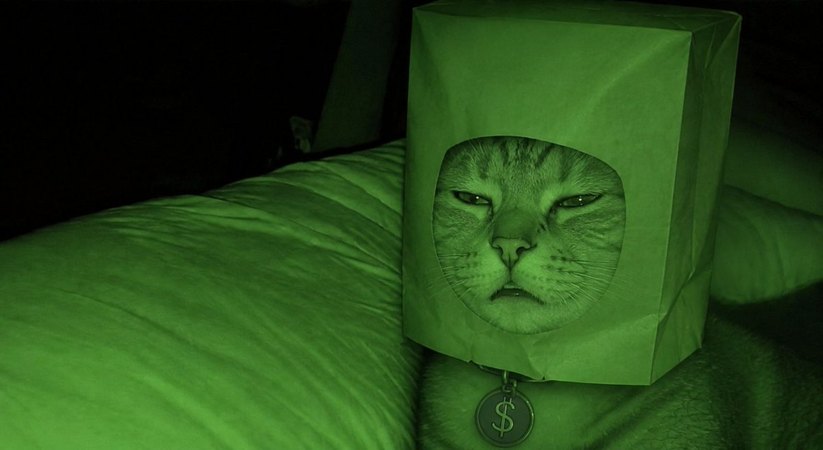 StupidCatFunk's tweet photo. Gm🕒
#Zcat
#LaunchOnSF
#GreenMorning https://t.co/IOu4refme0