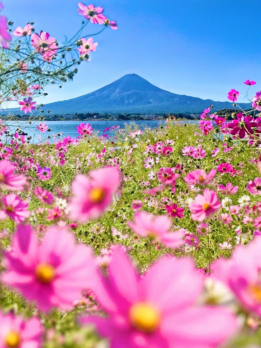 azukimochi_room's tweet photo. 河口湖で見る富士山×コスモスがとてもきれい🗻🌸*:･ﾟ https://t.co/KjhCPRtoJQ