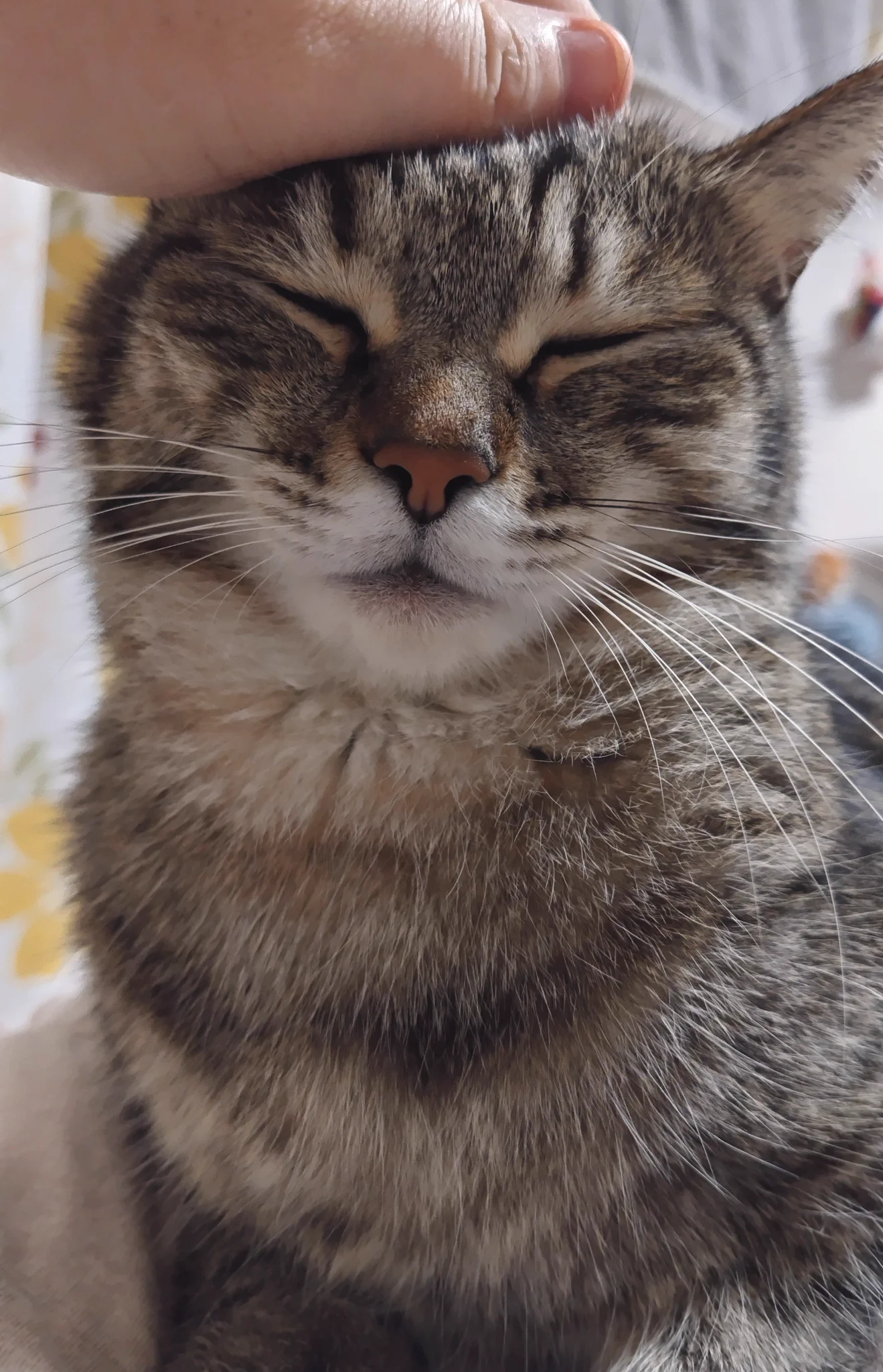 ゴロー🐾 (@cat_56chan) / X