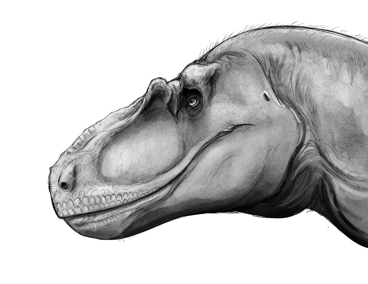CJSeaArt's tweet photo. Sketched the new tyrannosaur on the block! https://t.co/MnkK3QXQ1f